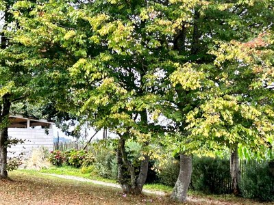 Holiday house Le grand cyprès 1 - Outdoor photo 2