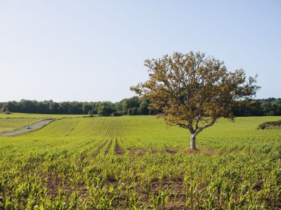 Holiday house Le grand cyprès 1 - Outdoor photo 4