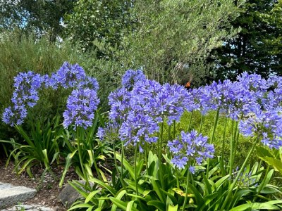 Holiday house Le grand cyprès 1 - Outdoor photo 5