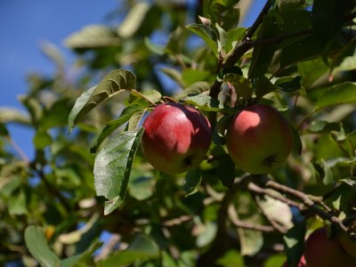 Holiday house Former rectory Alt-Teterin Flat II - Outdoor photo 10