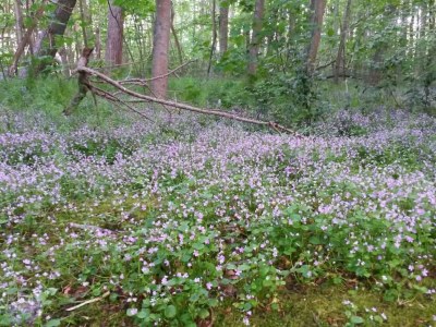 Holiday apartment Gardener - Environment photo 29