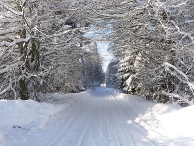Holiday house "Haus Waldesruh" - Environment photo 20