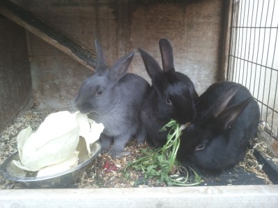 Holiday apartment Herbert - Environment photo 21