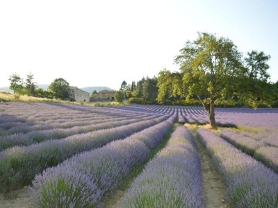 Apartment Château Comfort in Provence - Environment photo 33