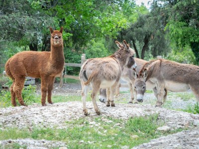 Cottage Roulottes de Saint Cerice - Features photo 13