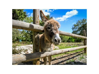 Cottage Roulottes de Saint Cerice - Environment photo 23