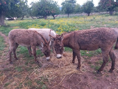Finca Keller 3 - Outdoor photo 11