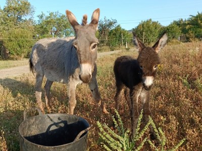 Finca Keller 3 - Environment photo 29