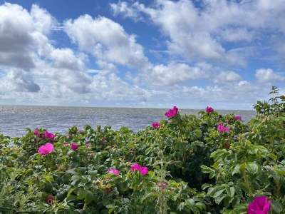 Holiday house Charming Retreat in Ringkobing - Outdoor photo 30