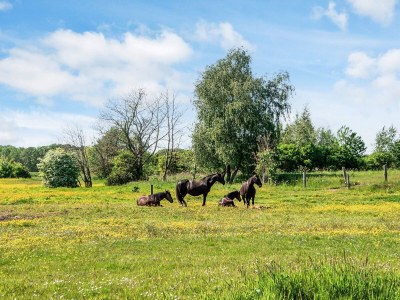 Holiday house House with beautiful garden - Outdoor photo 28