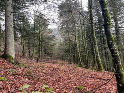 Apartment Apartment in La Bresse near River & Ski Resort - Environment photo 35