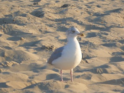 Apartment Holiday home with dog Oostkapelle - Environment photo 23