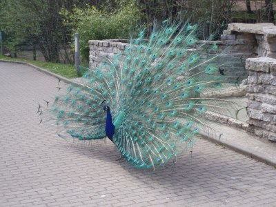 Holiday apartment Benedix. - Document photo 22