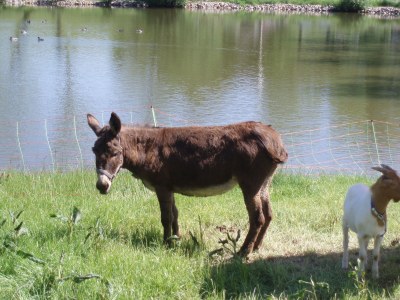 Holiday apartment Benedix. - Document photo 23