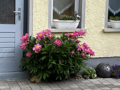 Holiday apartment Schiffbauer - Outdoor photo 10