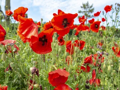 Holiday house Alluring home with garden - Outdoor photo 24