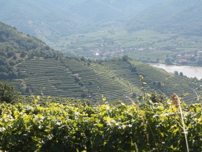 Holiday apartment Weindaxl - Familie Seitner - Environment photo 12