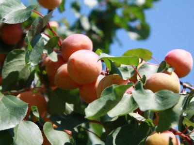 Holiday apartment Weindaxl - Familie Seitner - Environment photo 13