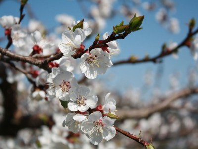 Holiday apartment Weindaxl - Familie Seitner - Environment photo 14