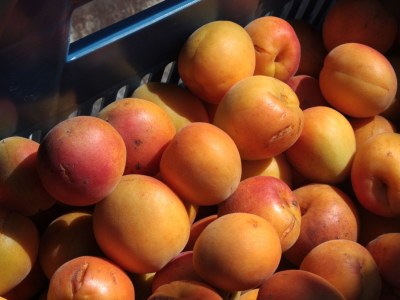 Holiday apartment Weindaxl - Familie Seitner - Environment photo 15