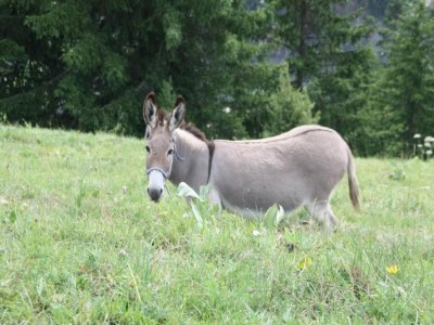 Apartment Les Chamois N°15 - 3P6 - Environment photo 32