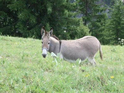 Apartment Wohnung in Saint-Sorlin nahe Skigebiet - Environment photo 36