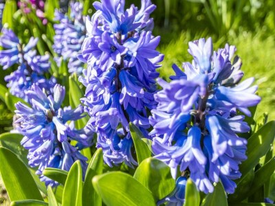 Bungalow Holiday home in Callantsoog with patio - Outdoor photo 13