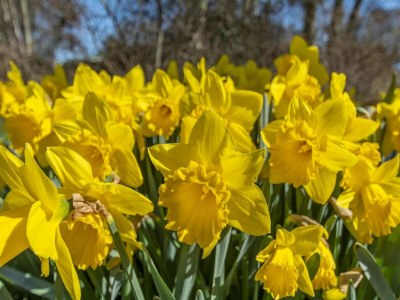 Bungalow Alluring seaside holiday home in Callantsoog - Outdoor photo 18