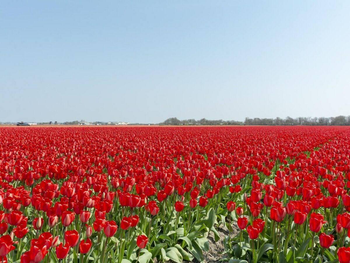Bungalow Seaside bungalow with terrace - Outdoor photo 4