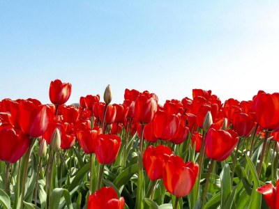 Holiday house Pleasant Holiday home with garden - Outdoor photo 20