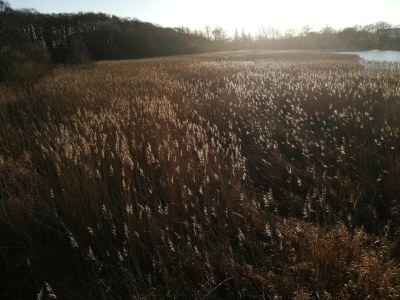 Holiday house Ruhiger Hüttenurlaub in Ebeltoft - Outdoor photo 15