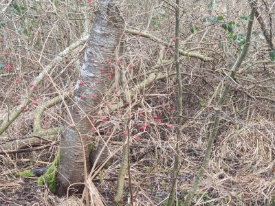 Holiday house Ruhiger Hüttenurlaub in Ebeltoft - Outdoor photo 28