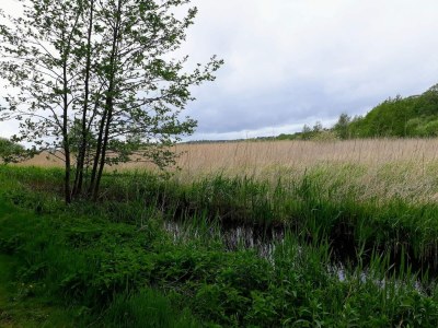 Holiday house Ruhiger Hüttenurlaub in Ebeltoft - Outdoor photo 30