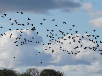 Holiday house Ruhiger Hüttenurlaub in Ebeltoft - Outdoor photo 40