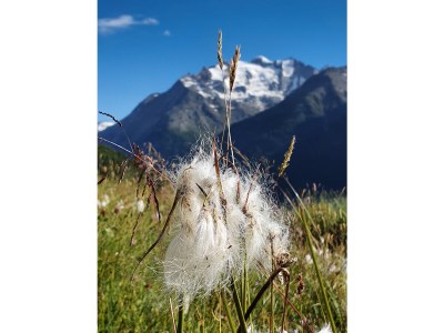 Holiday apartment Gspon-Ferienwohnung M. Schmid - Environment photo 34