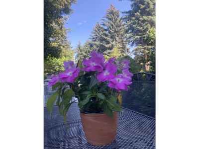 Holiday apartment Deli106 in Leipzig - Holiday apartment