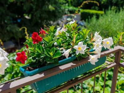 Apartment Nino with Shared Pool - One-Bedroom A1 with Balcony - Environment photo 31