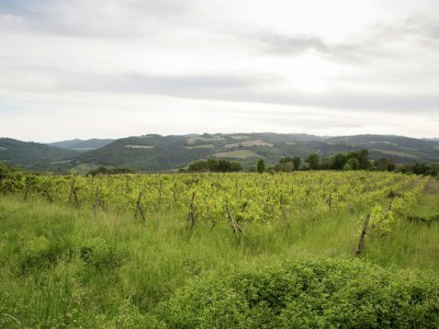 Farmhouse Scenic Tuscan Farmhouse - Environment photo 32