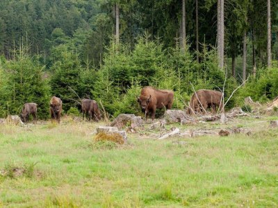 Apartment Luxus-Auszeit am Mill Pond - Environment photo 35