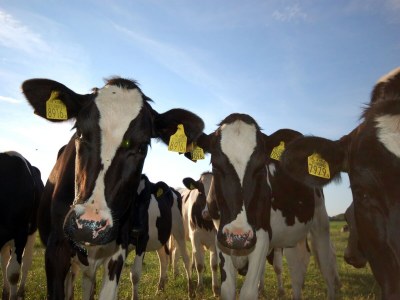 Holiday park Chalet in Wiringherlant am Meer für 4 Von Belvilla - Environment photo 28