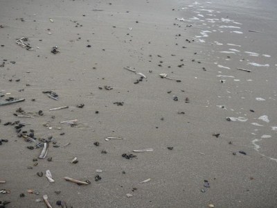 Holiday park Wohnung in Nordholland am Strand - Environment photo 25