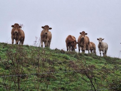 Holiday house Barn Stay with Soul in Noordgouwe - Features photo 8