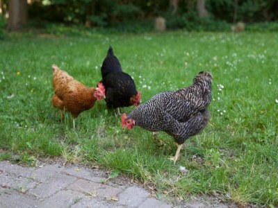 Holiday park Holiday Home with Garden in Zeeland - Environment photo 14