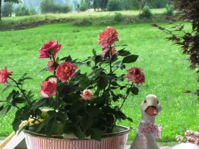 Holiday apartment Apartment "Alpenrose" - Environment photo 26