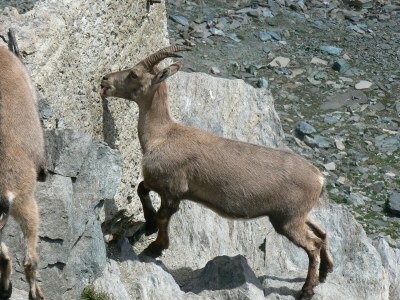 Apartment Älpi Retreat by Saas Grund - Environment photo 22