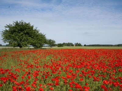 Apartment Schצne Wohnung in Krצpelin in der Nהhe von Meer - Environment photo 35