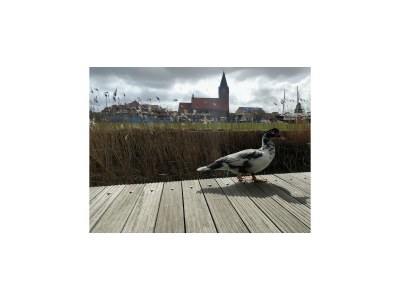 House boat Hausboot in Barth am Barther Bodden - Environment photo 21