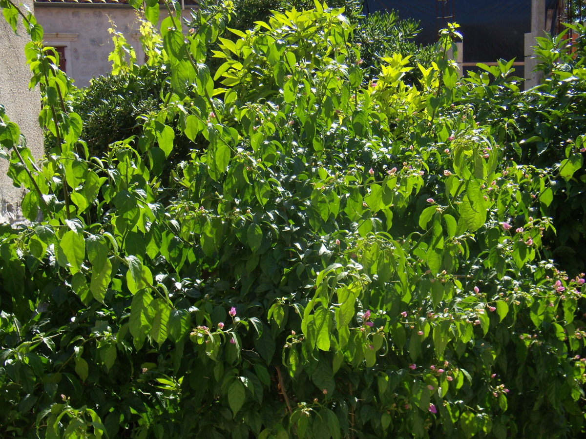 Holiday house Slangenberg - Outdoor photo 5