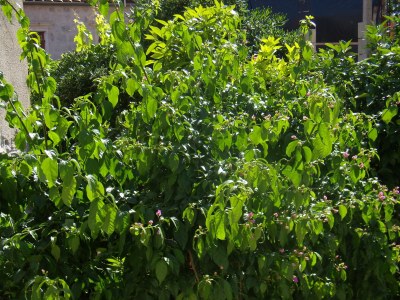 Holiday house Slangenberg - Outdoor photo 5