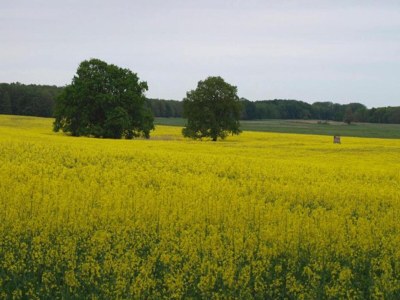Holiday house Ferienhaus im Ferienpark Mueritz - Environment photo 12